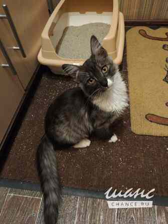 Котенок Граф - в добрые руки Москва - изображение 1