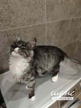 Котенок Граф - в добрые руки Москва - изображение 2