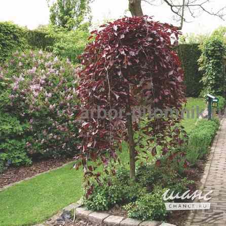 Саженцы яблони из питомника, с доставкой и посадкой по низкой цене Москва - изображение 1