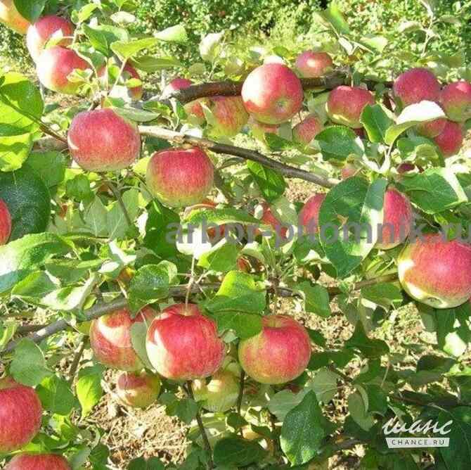 Саженцы яблони из питомника, с доставкой и посадкой по низкой цене Москва - изображение 7