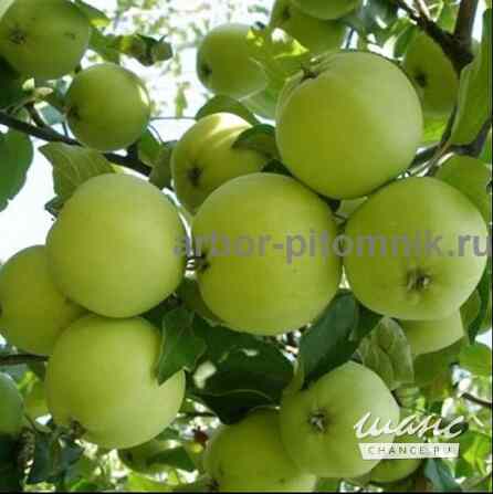 Саженцы яблони из питомника, с доставкой и посадкой по низкой цене Москва - изображение 2