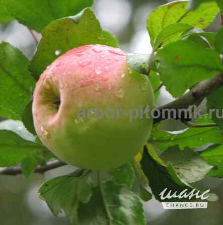 Саженцы яблони из питомника, с доставкой и посадкой по низкой цене Москва - изображение 3