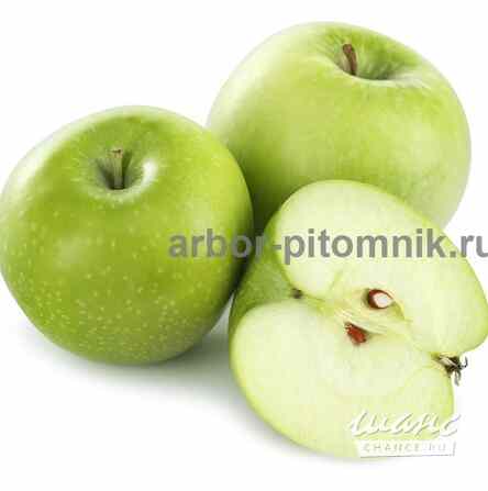 Саженцы яблони из питомника, с доставкой и посадкой по низкой цене Москва - изображение 5