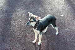 Домашний щенок от небольшой собачки