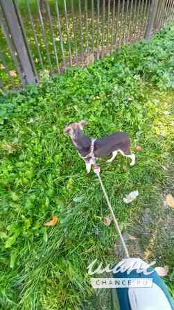 Домашний щенок от небольшой собачки Санкт-Петербург - изображение 5