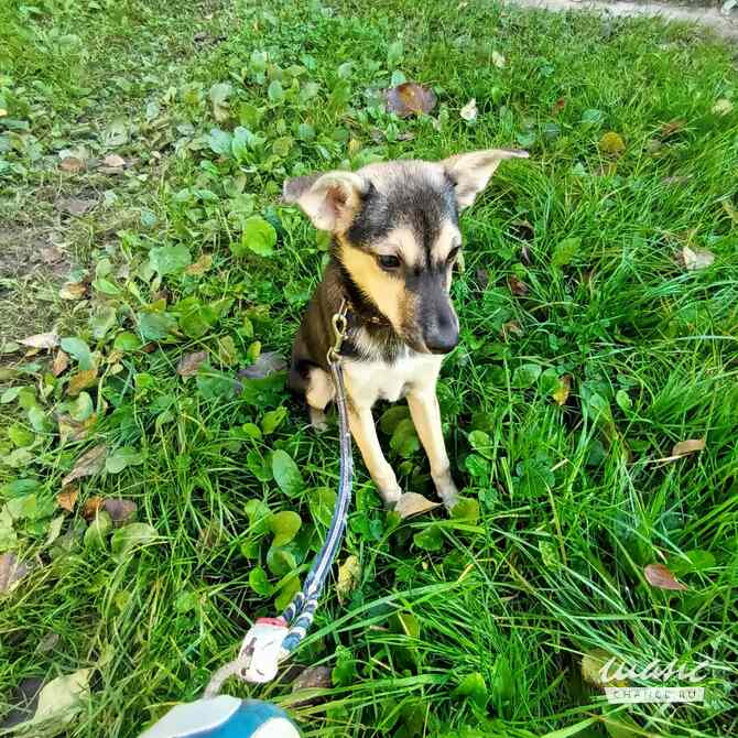 Домашний щенок от небольшой собачки Санкт-Петербург - изображение 8