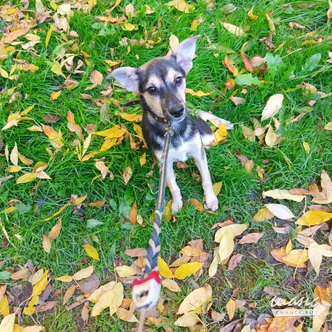 Домашний щенок от небольшой собачки Санкт-Петербург - изображение 2