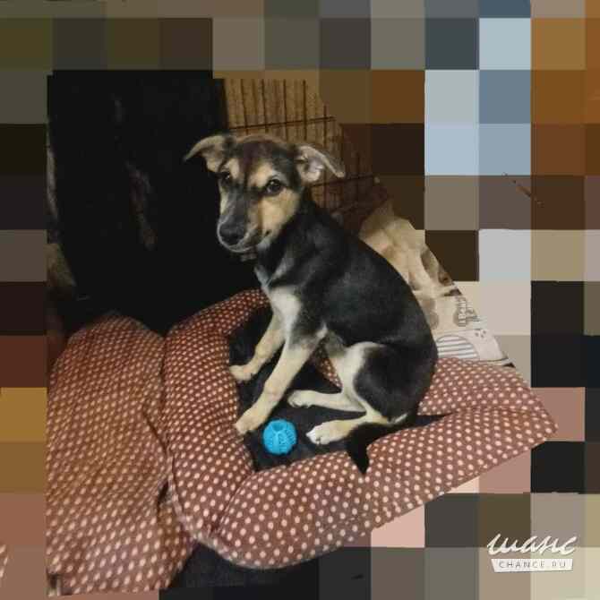 Домашний щенок от небольшой собачки Санкт-Петербург - изображение 3