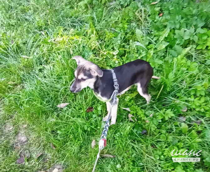 Домашний щенок от небольшой собачки Санкт-Петербург - изображение 4