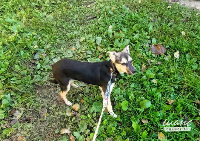 Домашний щенок от небольшой собачки Санкт-Петербург - изображение 7