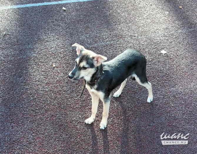 Домашний щенок от небольшой собачки Санкт-Петербург - изображение 1