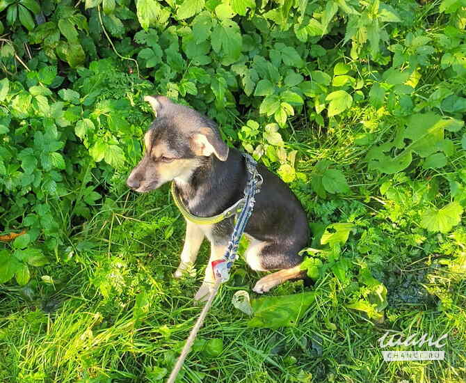 Домашний щенок от небольшой собачки Санкт-Петербург - изображение 6