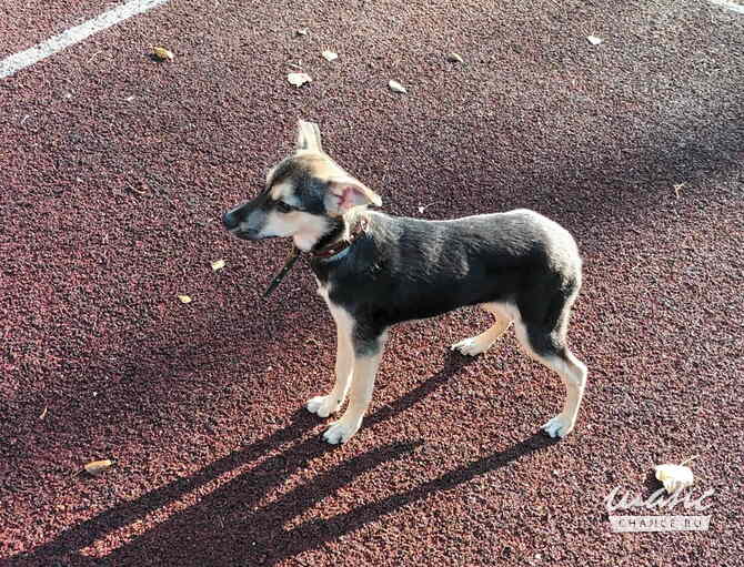 Домашний щенок от небольшой собачки Санкт-Петербург - изображение 9