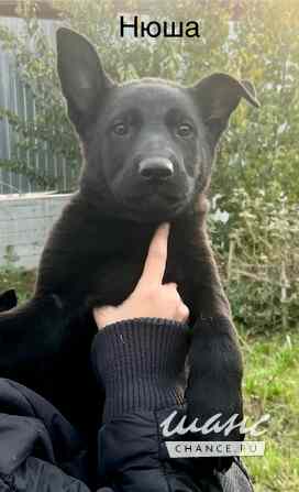 Щенки немецкой овчарки Челябинск - изображение 2