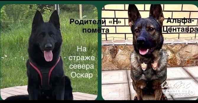 Щенки немецкой овчарки Челябинск - изображение 4