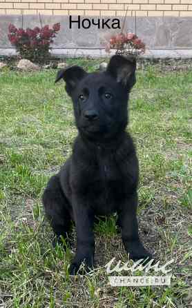 Щенки немецкой овчарки Челябинск - изображение 1