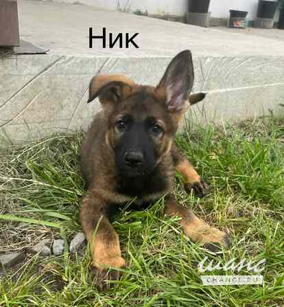 Щенки немецкой овчарки Челябинск - изображение 3