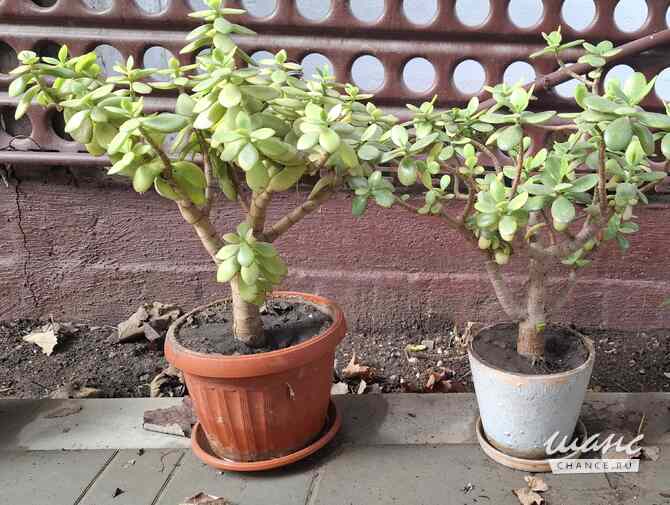 Продам 2 денежных дерева Симферополь - изображение 1