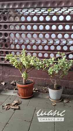 Продам 2 денежных дерева Симферополь - изображение 2