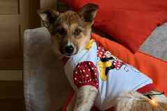 Добрые и красивые щенки