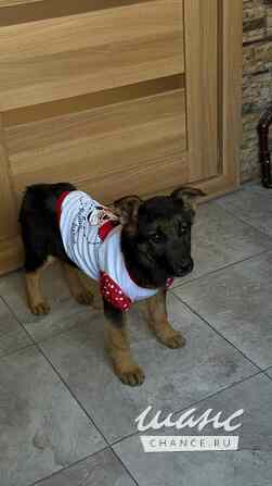 Добрые и красивые щенки Санкт-Петербург - изображение 5