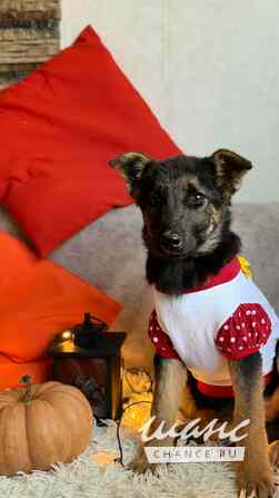 Добрые и красивые щенки Санкт-Петербург - изображение 6