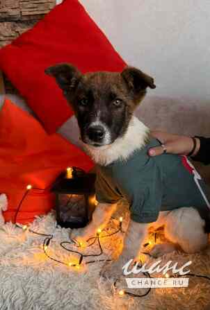 Добрые и красивые щенки Санкт-Петербург - изображение 10