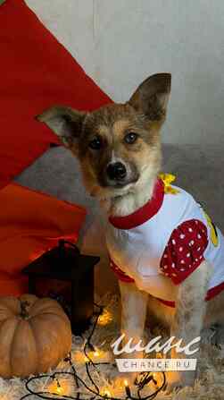 Добрые и красивые щенки Санкт-Петербург - изображение 8