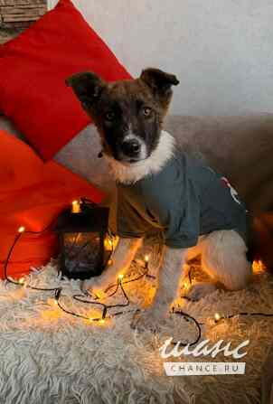 Добрые и красивые щенки Санкт-Петербург - изображение 3