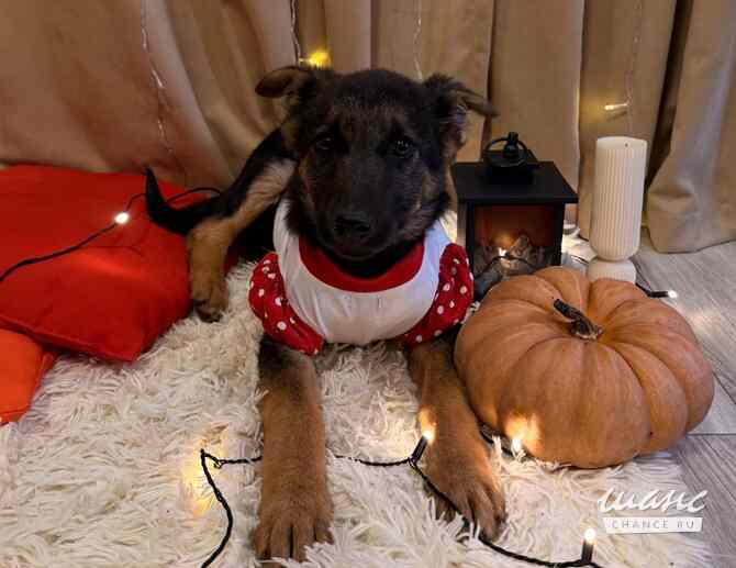 Добрые и красивые щенки Санкт-Петербург - изображение 7