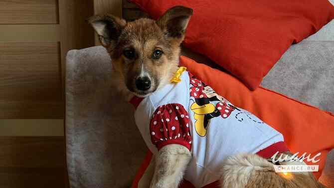 Добрые и красивые щенки Санкт-Петербург - изображение 1