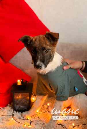 Добрые и красивые щенки Санкт-Петербург - изображение 2