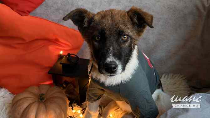 Добрые и красивые щенки Санкт-Петербург - изображение 4