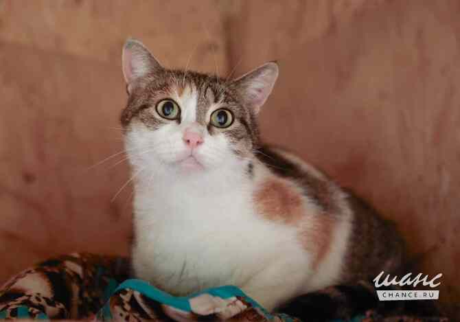 Тургеневская потеряша в центре Москва - изображение 3