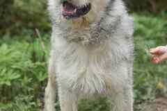 Пристраивается в хорошие руки Лёничка