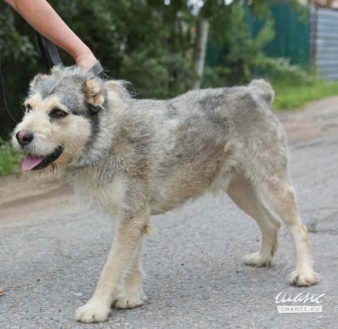 Пристраивается в хорошие руки Лёничка Санкт-Петербург - изображение 5