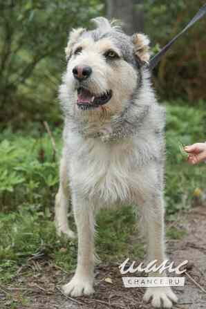 Пристраивается в хорошие руки Лёничка Санкт-Петербург - изображение 1