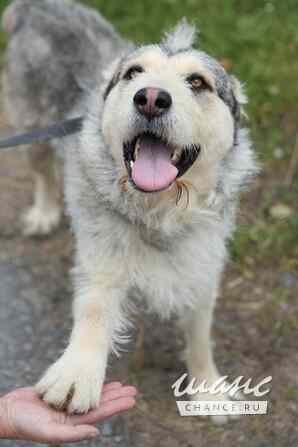 Пристраивается в хорошие руки Лёничка Санкт-Петербург - изображение 3