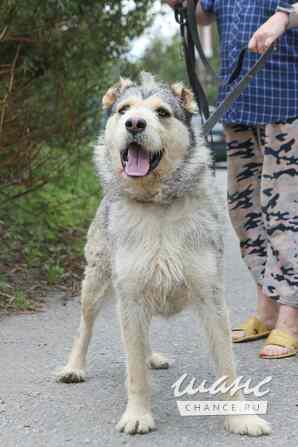 Пристраивается в хорошие руки Лёничка Санкт-Петербург - изображение 6