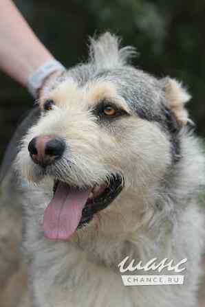 Пристраивается в хорошие руки Лёничка Санкт-Петербург - изображение 2