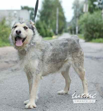 Пристраивается в хорошие руки Лёничка Санкт-Петербург - изображение 4