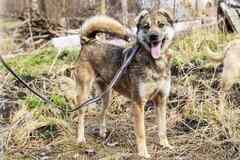 Отдам собаку Сайру в хорошие руки