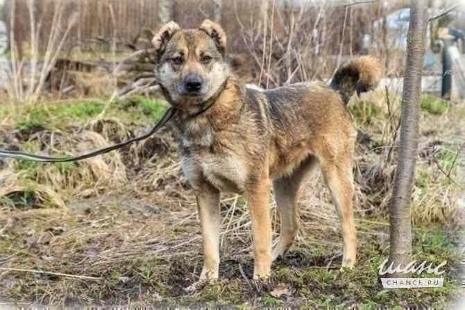 Отдам собаку Сайру в хорошие руки Санкт-Петербург - изображение 2