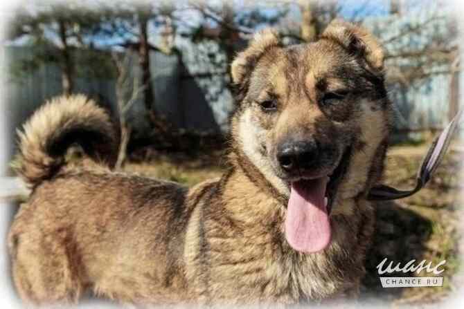 Отдам собаку Сайру в хорошие руки Санкт-Петербург - изображение 4