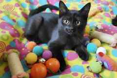 Котенок, который покорит ваше Сердце