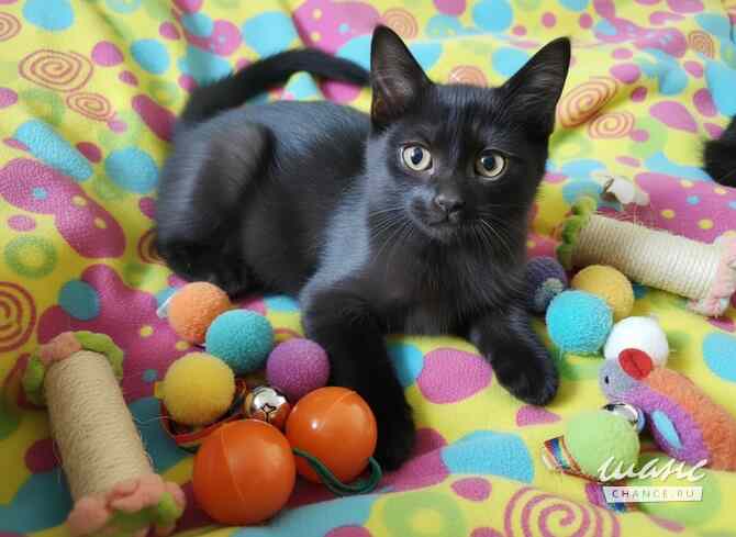 Котенок, который покорит ваше Сердце Улан-Удэ - изображение 1