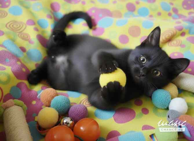 Котенок, который покорит ваше Сердце Улан-Удэ - изображение 2