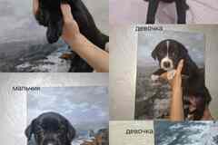 Отдам в добрые руки щенков от мамы коне Корсо