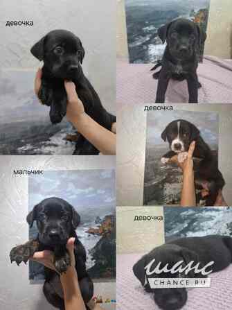 Отдам в добрые руки щенков от мамы коне Корсо Краснодар - изображение 1