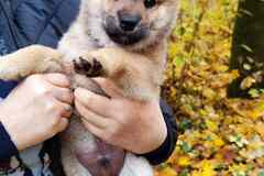 Сиба ину щенок мальчик с документами РКФ